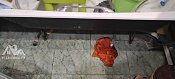 Установить новую отдельно стоящую стиральную машину