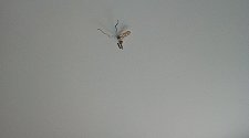 Установить подвесные люстры на крючках Eurosvet